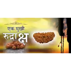 1 Mukhi Rudraksha(6.0)